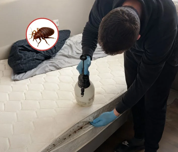 Technicien traitant un matelas contre les punaises de lit à Torcy